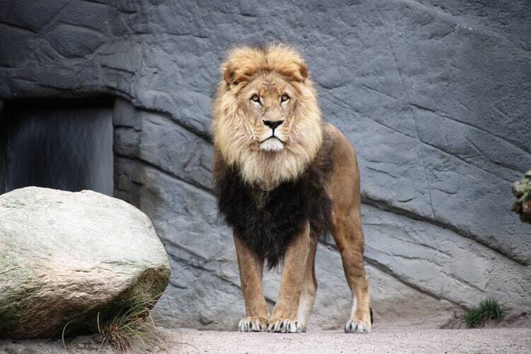 A great lion standing gallantly