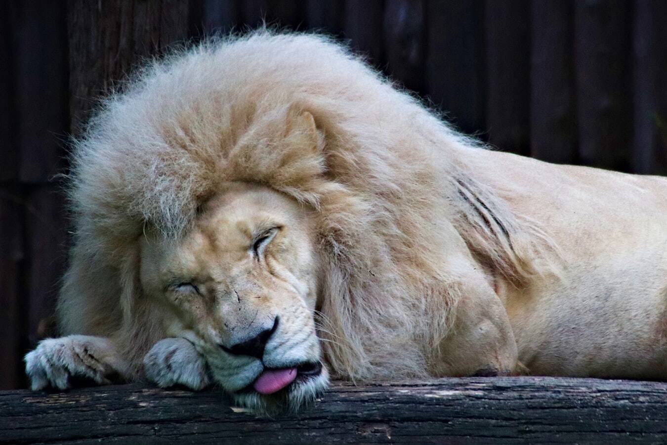 A lion sleeping deeply