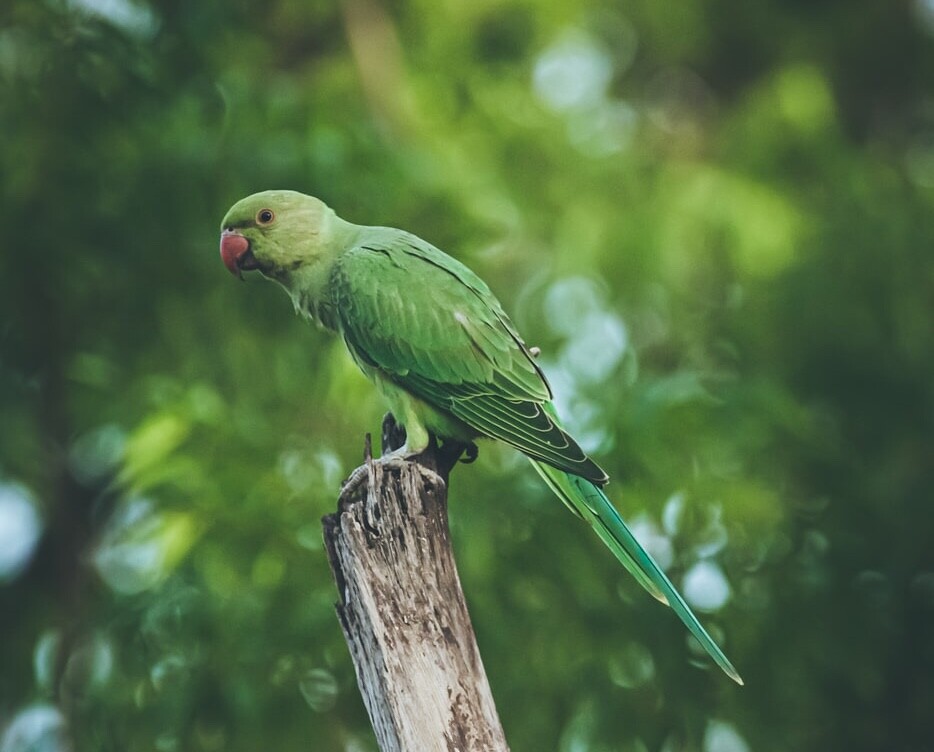 A green parakeet like the one under my window