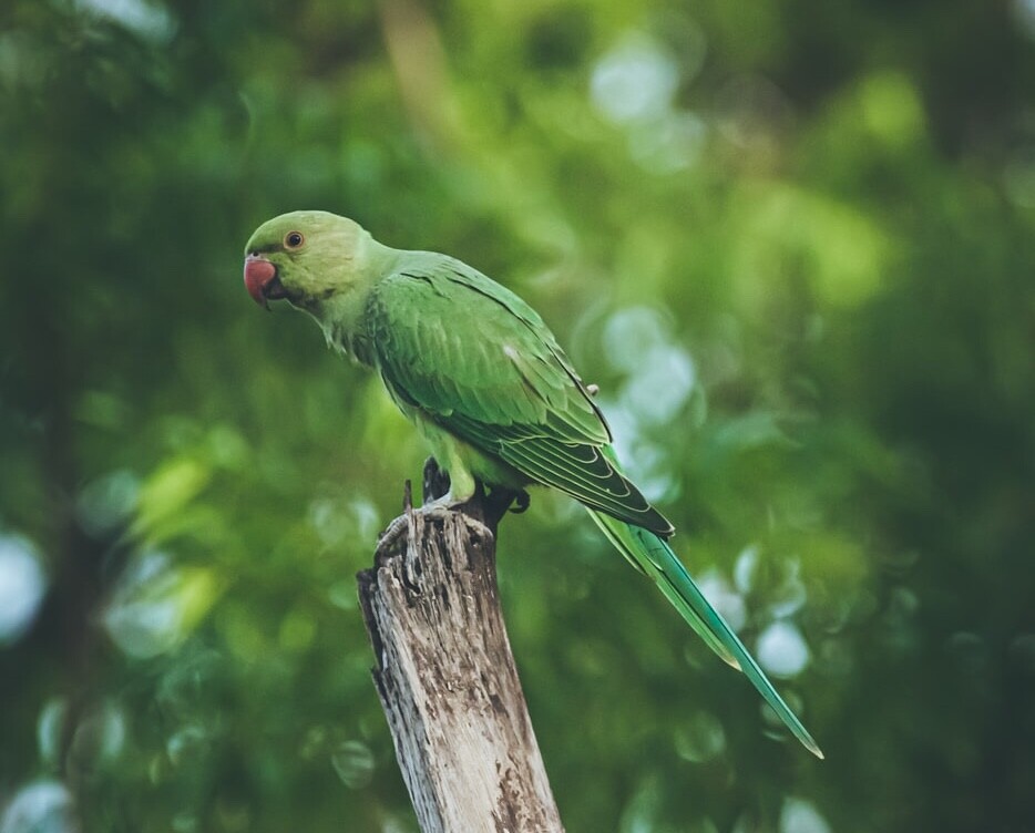 The Parakeet Under My Window (A Lesson on Authenticity)