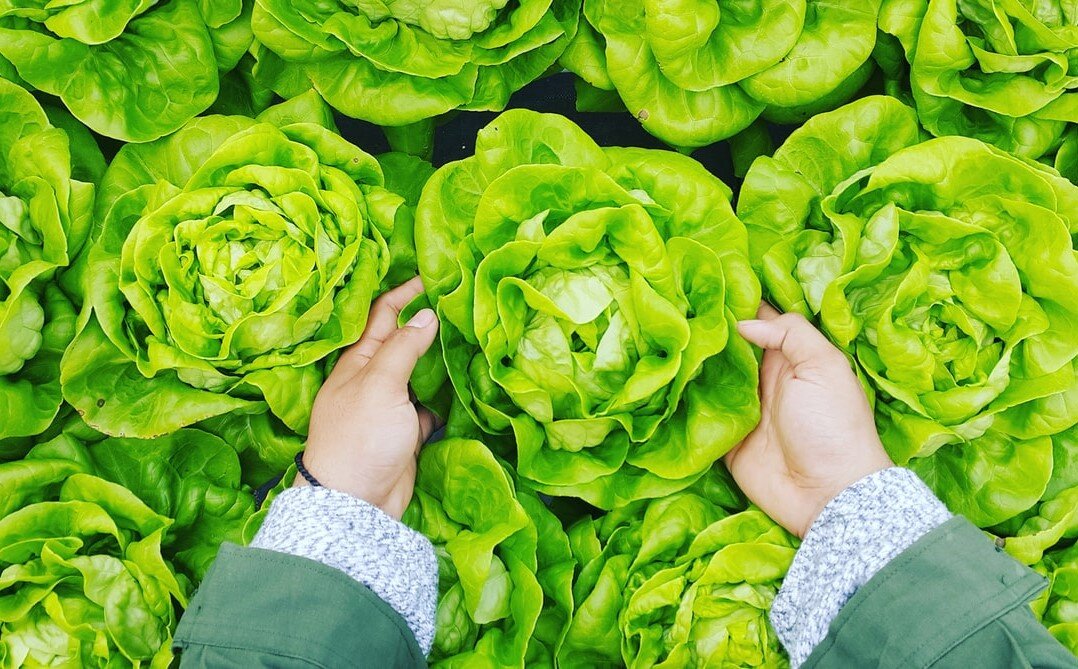 A woman studying a head of lettuce