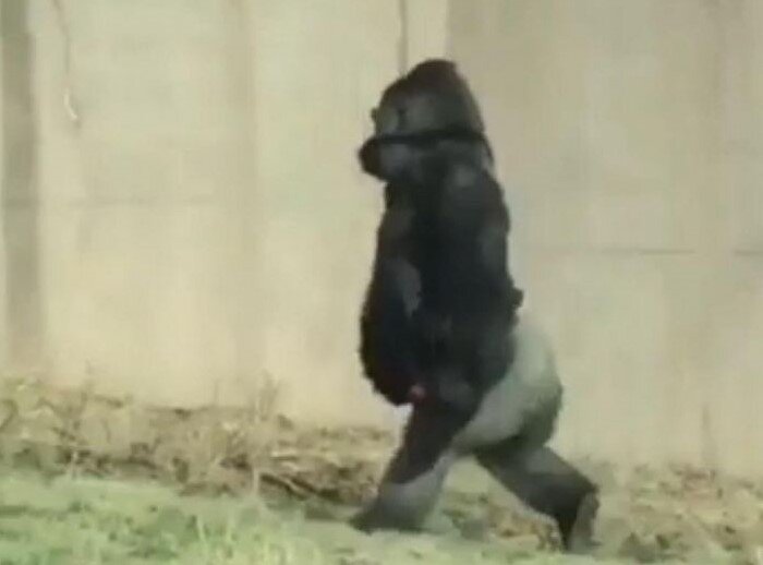 Gorilla walking upright like a human being.