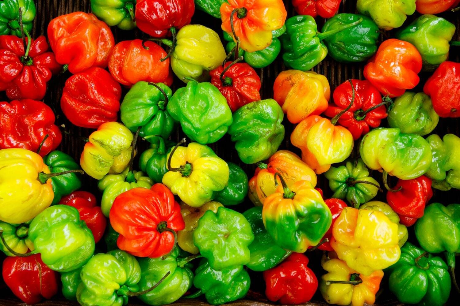 Red, green, orange, and yellow chili peppers, the ingredient used to make spicy food worldwide.