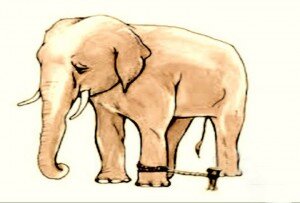 An adult elephant held back by a rope due to programmed beliefs.