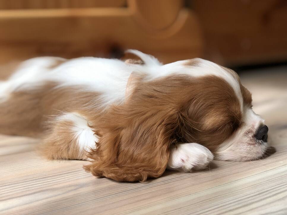 A dog sleeping well in nature 