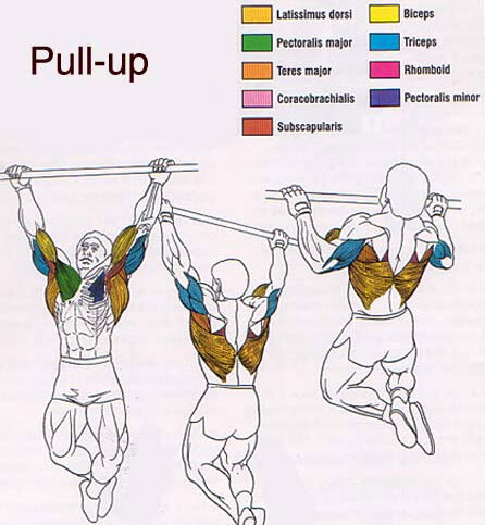 Graph of muscles worked by pull-ups