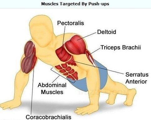 Graph of muscles worked by push-ups