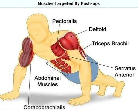 Pull up bar online muscle groups