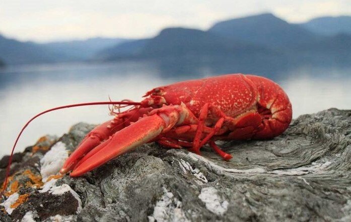 A red lobster growing in response to stress