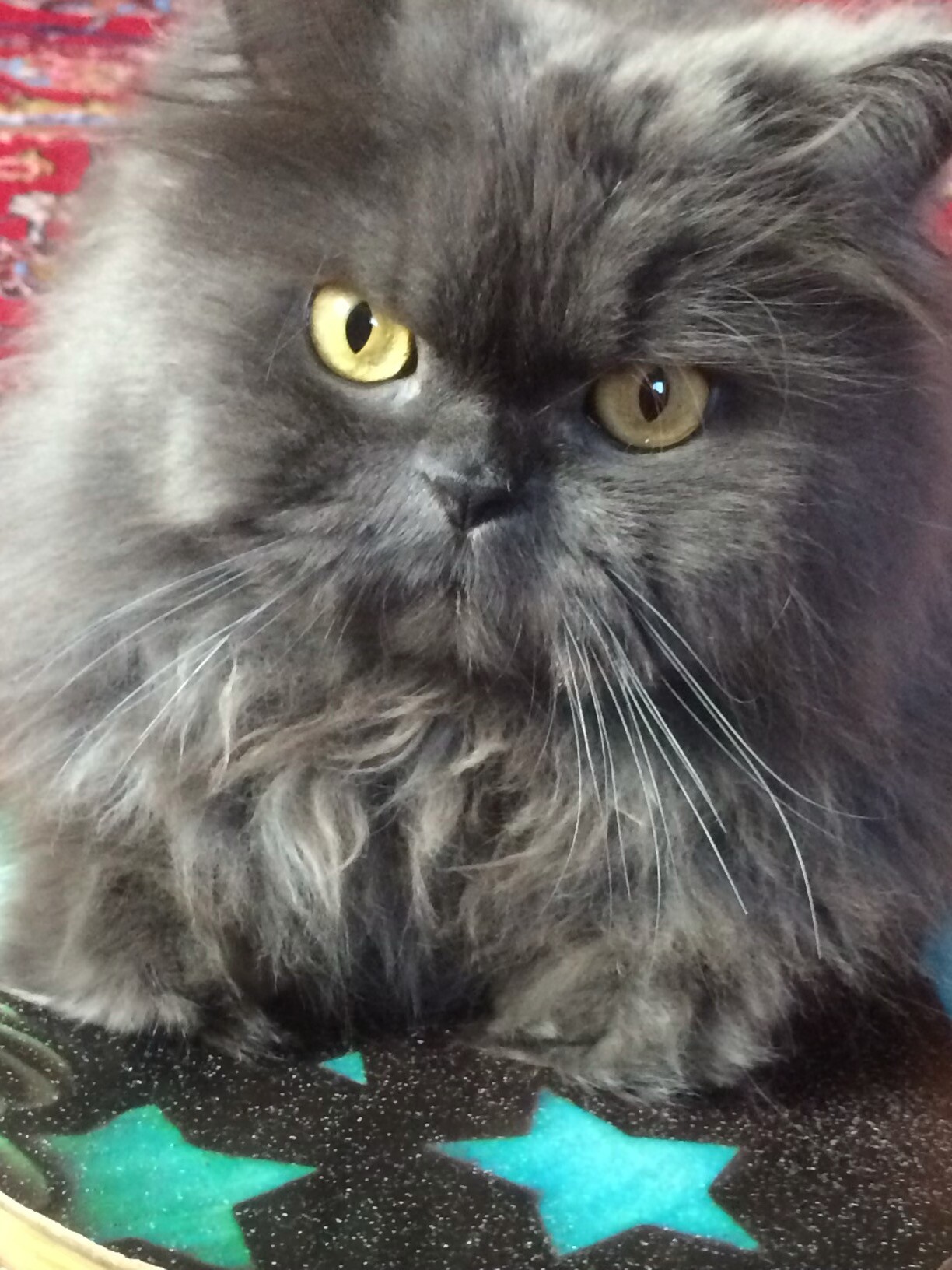 a Persian cat