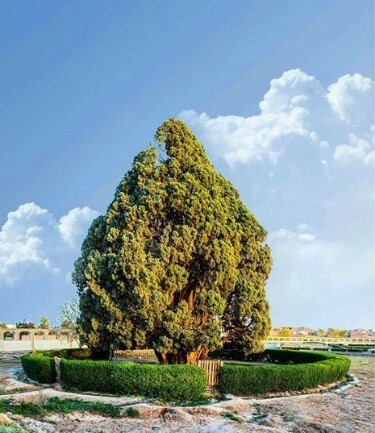 Cypress of Abarkuh, also called the Zoroastrian Sarv