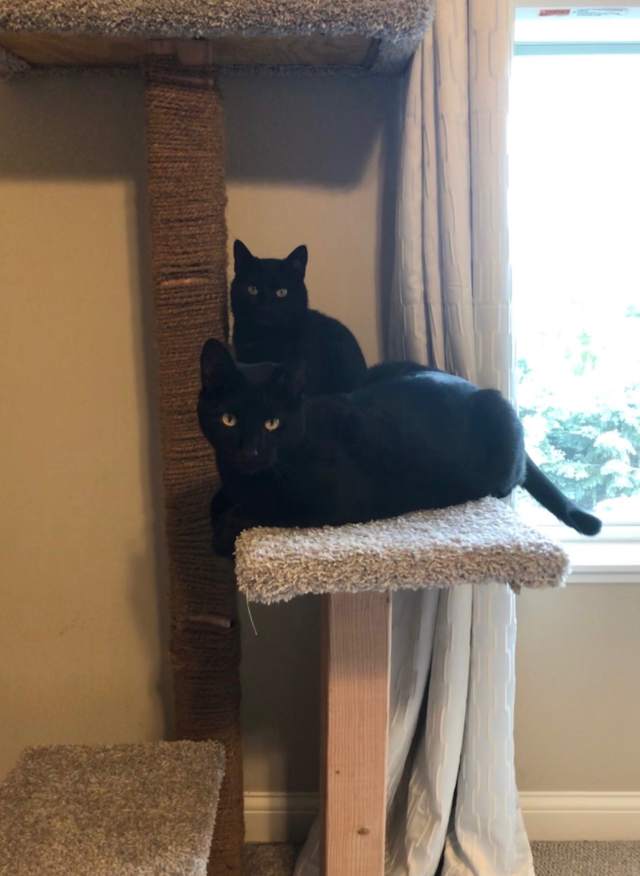 Two black cats 