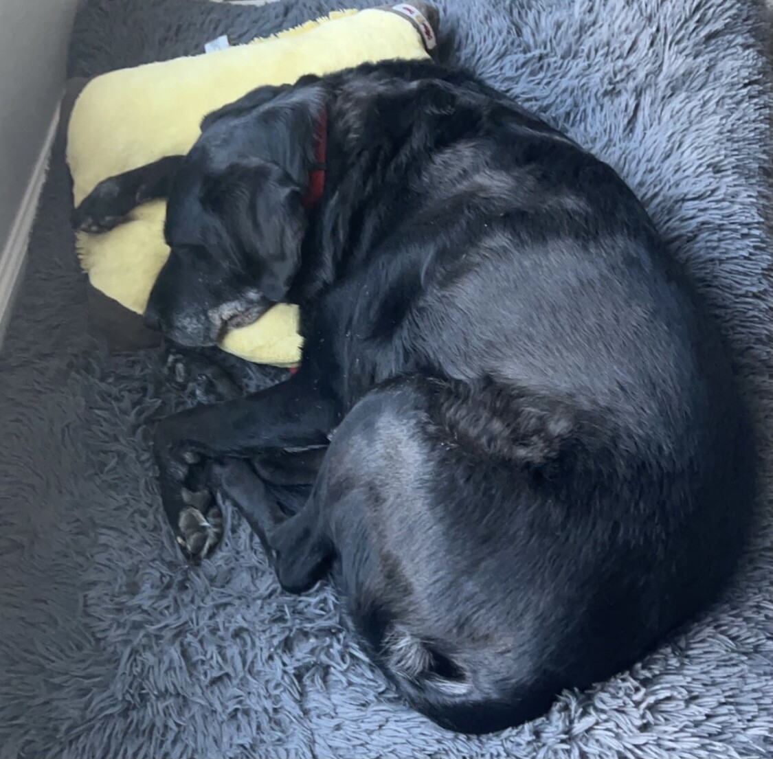 A Black Lab Rescue..